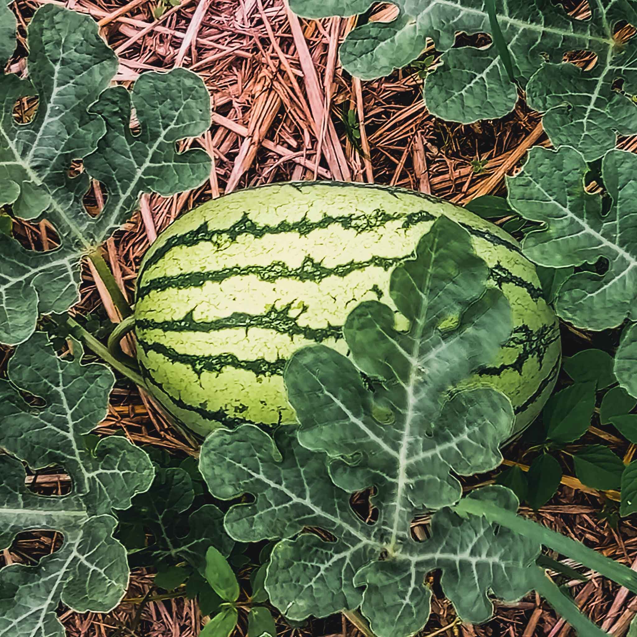 Watermelon Seeds - Klondike Blue Ribbon Striped