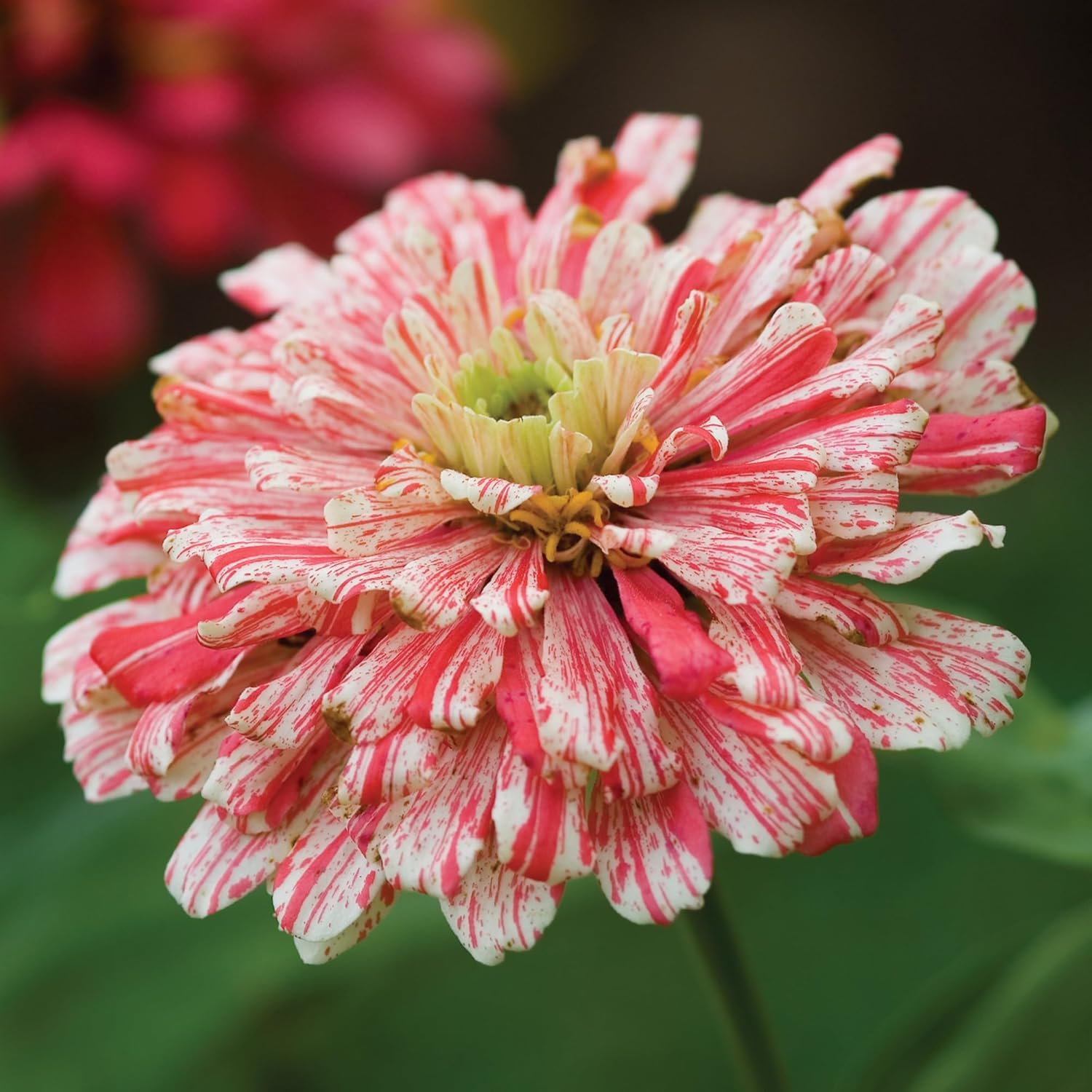 Burpee Cut & Come Again Zinnia Seeds 175 seeds
