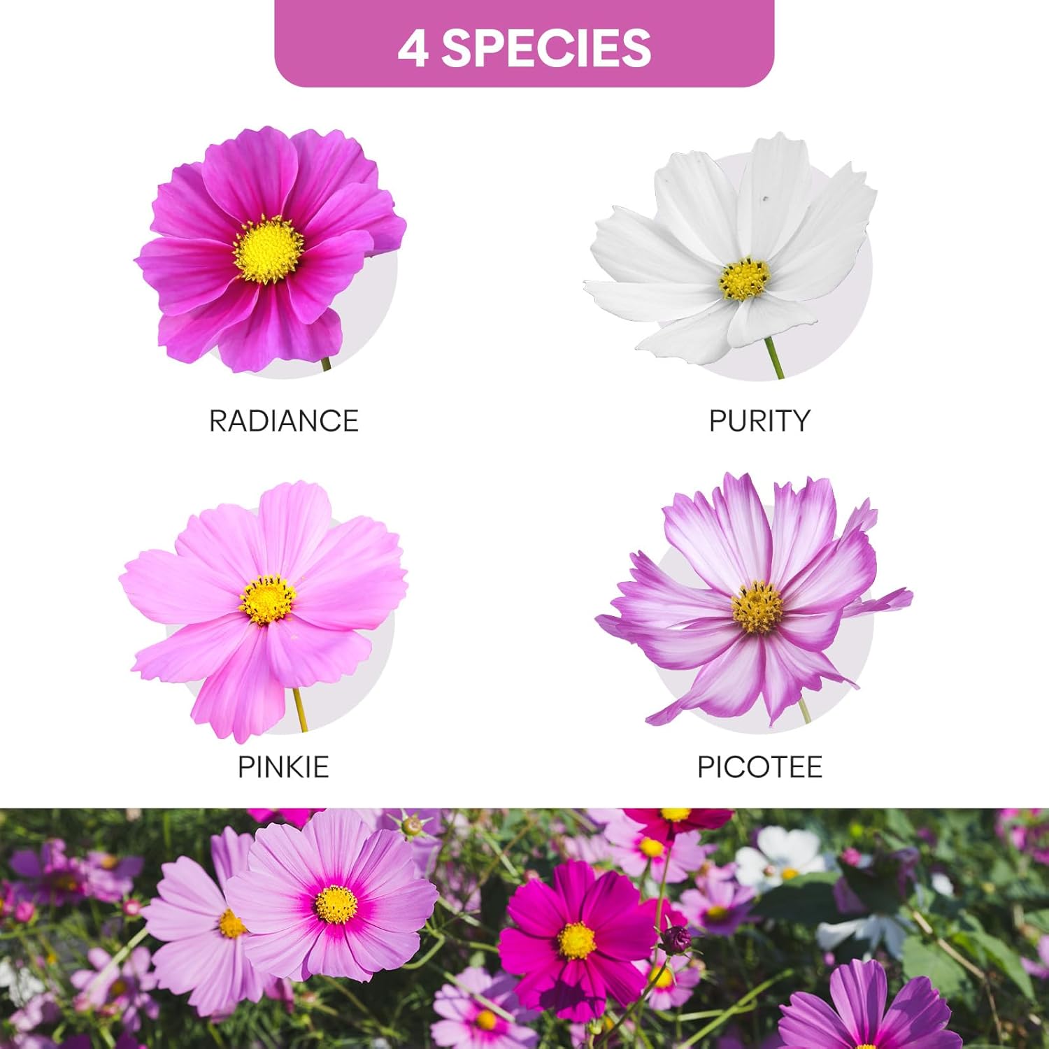 Cosmos Seeds Wildflower Mix 1 Oz, Over 3,000+, 4 Varieties Flowers Seeds for Planting (Radiance, Purity, Pinkie, Picotee), Open Pollinated Bulk