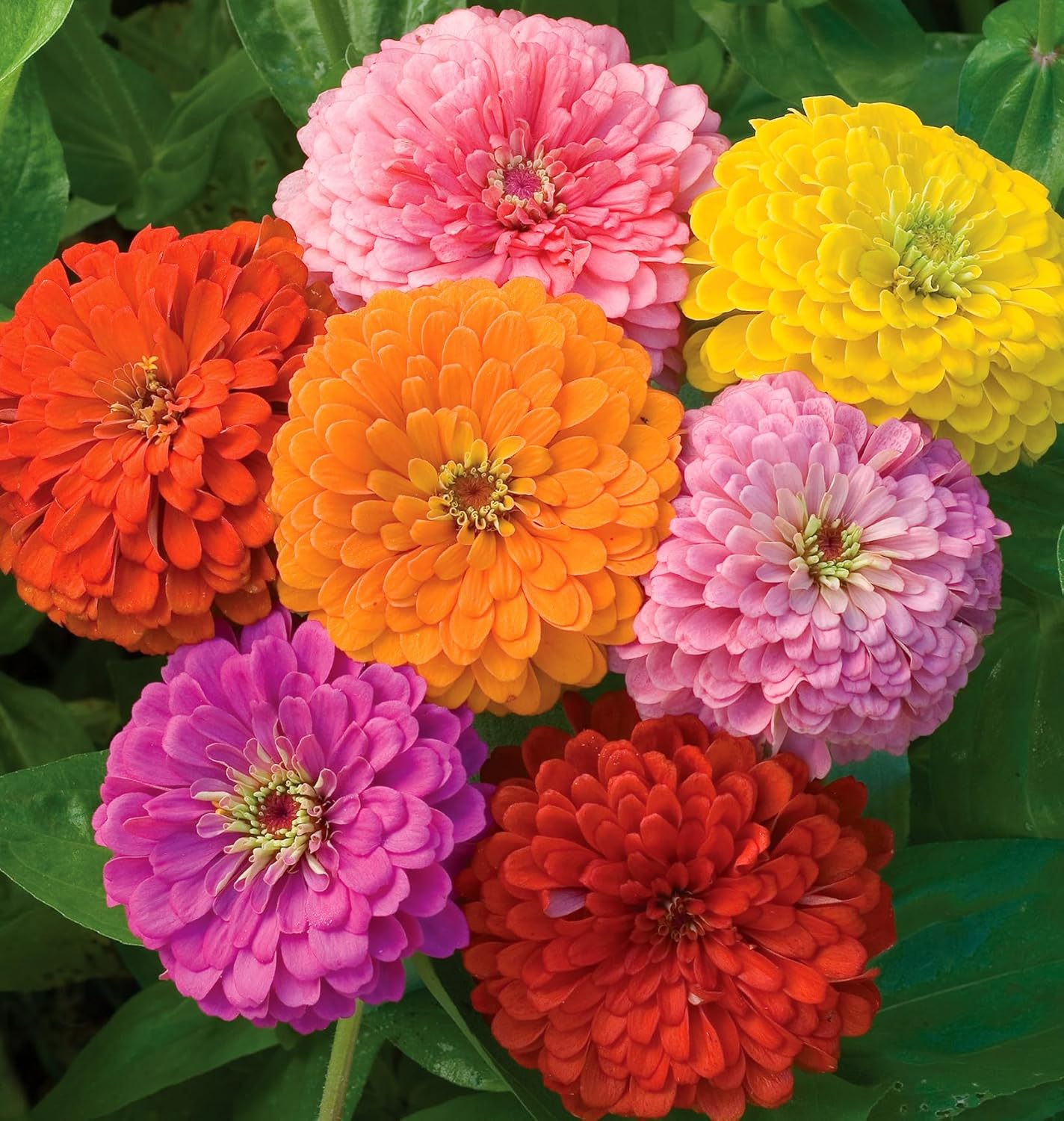 Burpee Cut & Come Again Zinnia Seeds 175 seeds