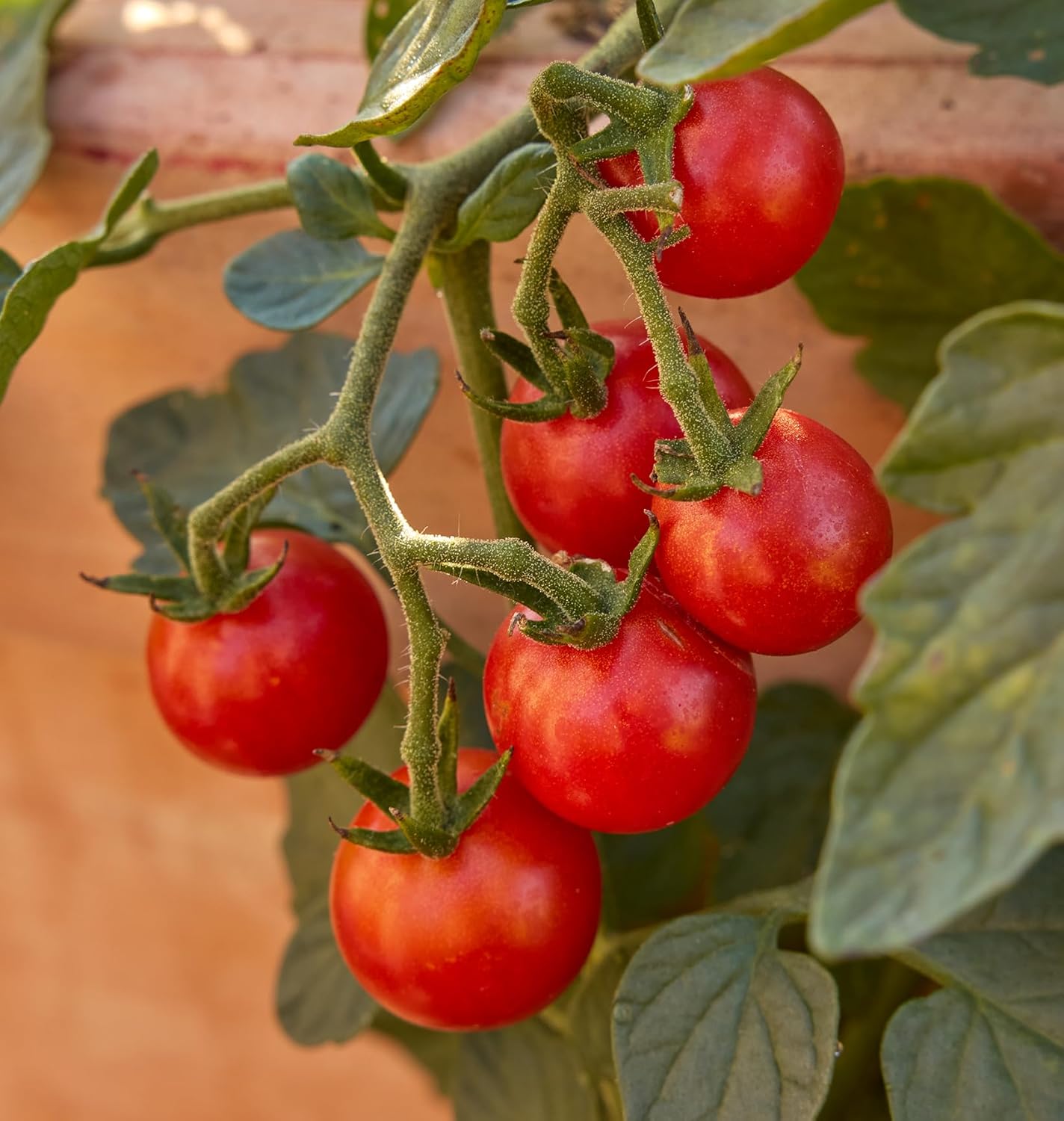 Burpee 'Super Sweet 100' Hybrid, Cherry Tomato, 50 Non-GMO Seeds