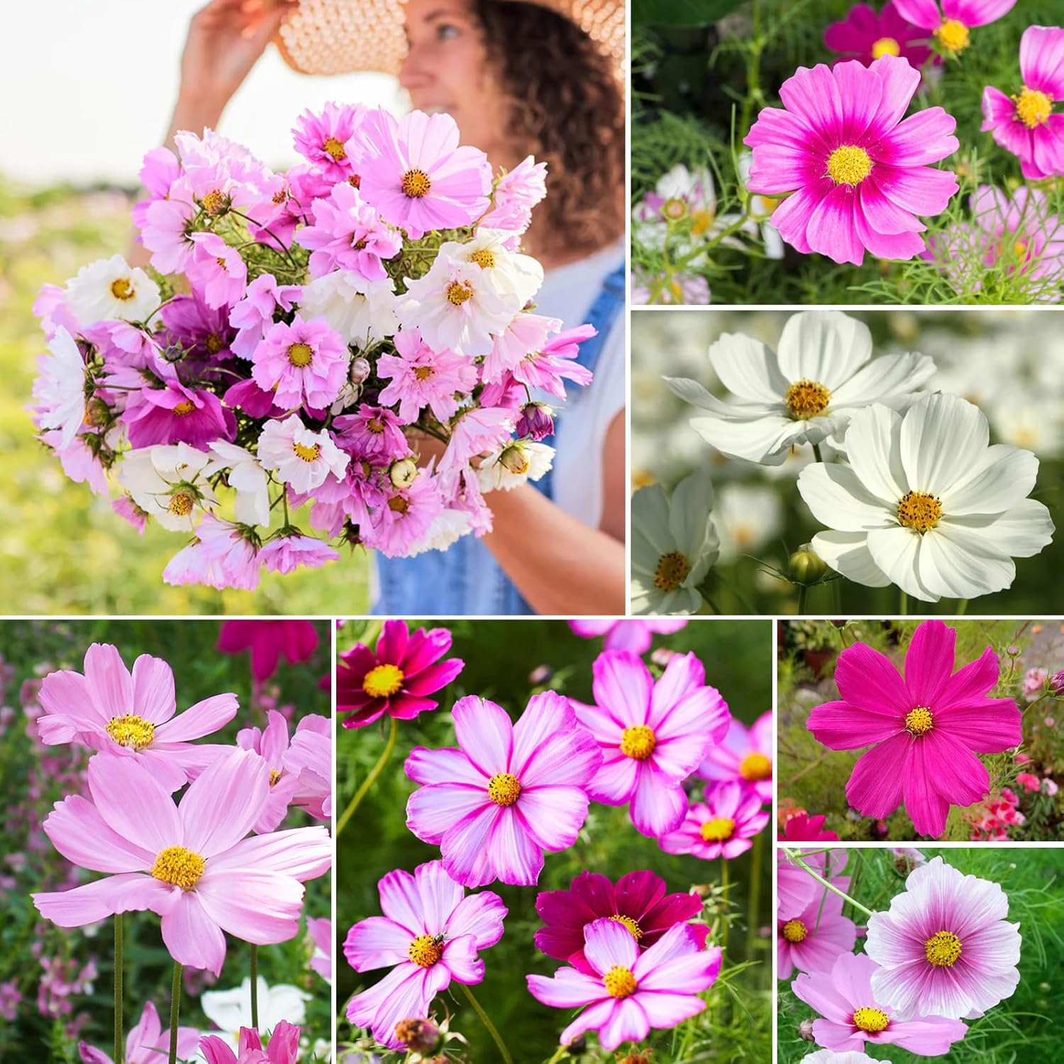 Cosmos Seeds Wildflower Mix 1 Oz, Over 3,000+, 4 Varieties Flowers Seeds for Planting (Radiance, Purity, Pinkie, Picotee), Open Pollinated Bulk