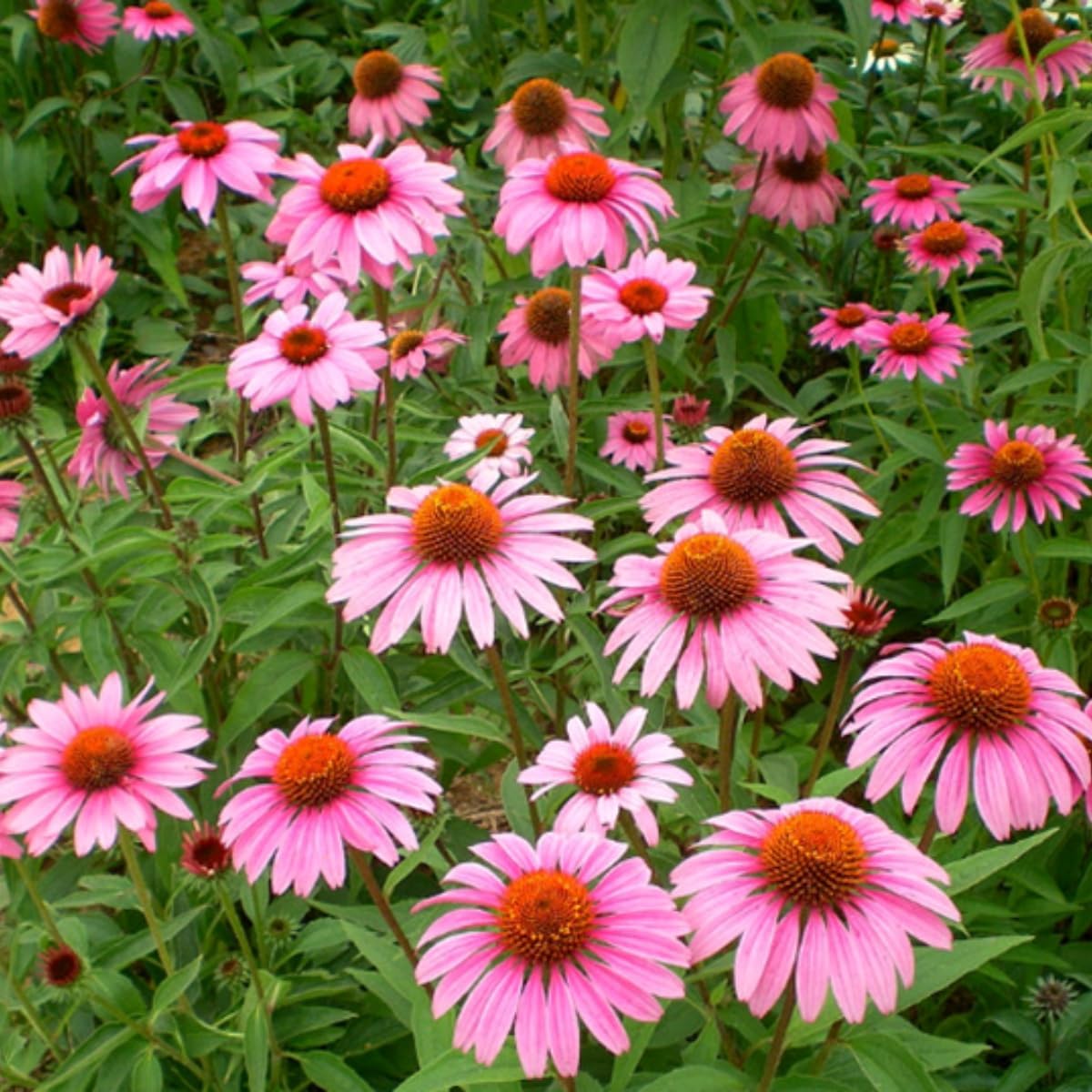 1200+ Mixed Color Echinacea Seeds - Perennial Multi-Color Coneflower, Non-GMO Heirloom for Gardens, Pollinators & Cut Flowers
