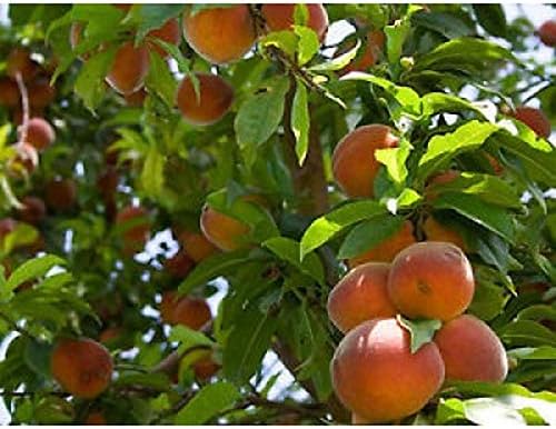 Nemaguard Peach Fruit Tree Seeds, 3 Seeds Per Packet, (Isla's Garden Seeds), Non GMO & Heirloom Seeds, Botanical Name: Prunus persica x P. davidiana