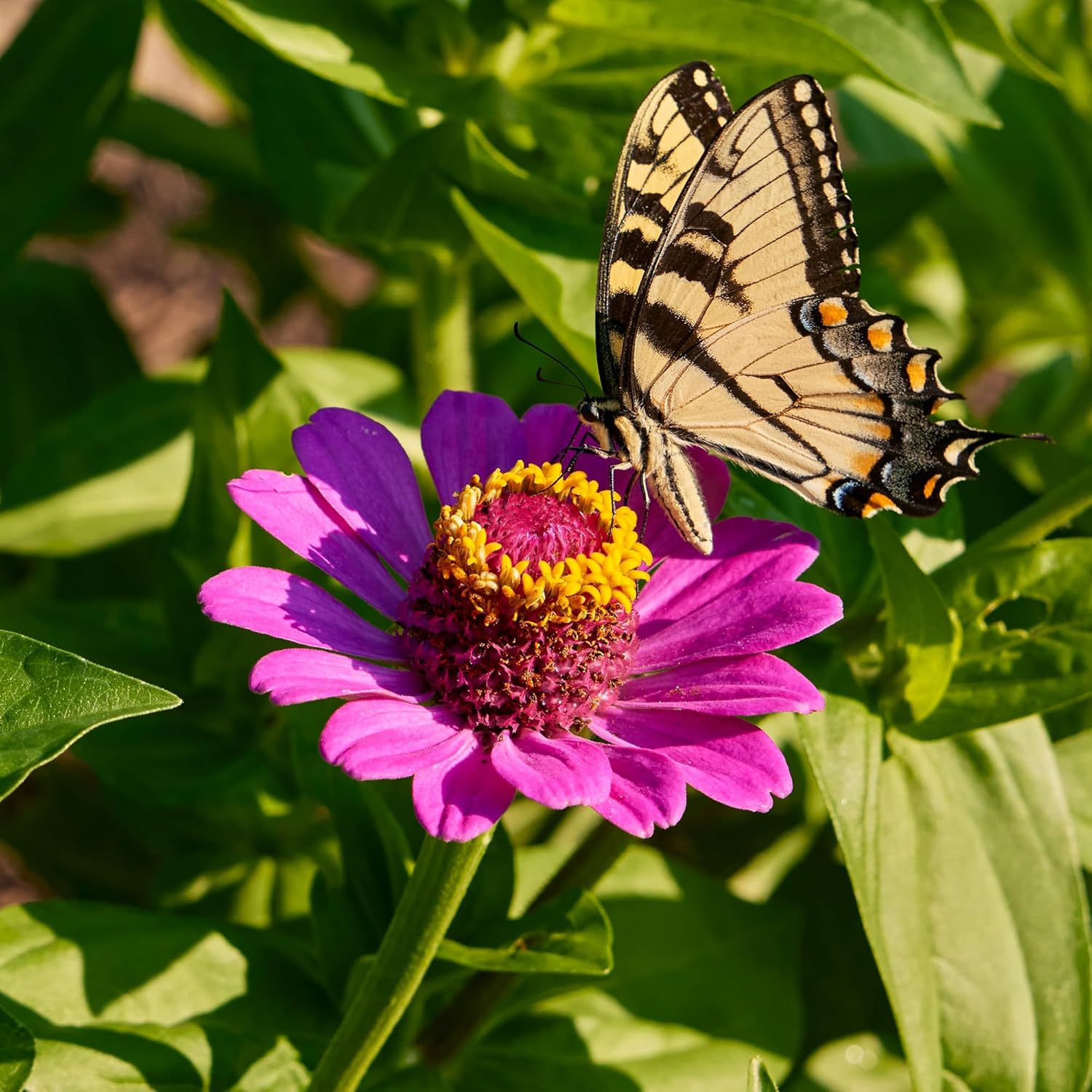 Burpee Cut & Come Again Zinnia Seeds 175 seeds