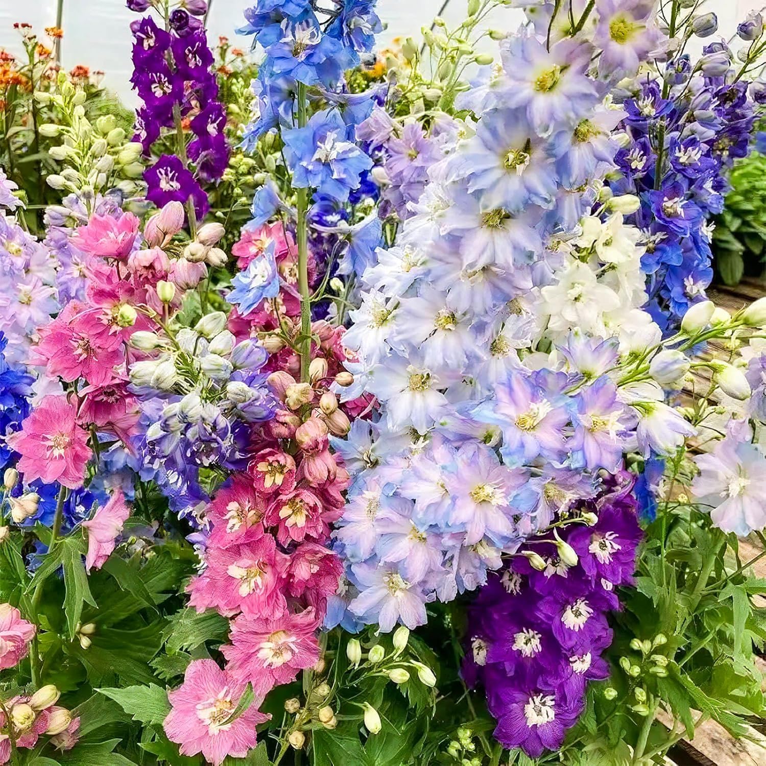 16000+ Delphinium Seeds Perennial - 2 Pack Mixed Color Larkspur Seeds for Planting Outdoors, Delphinium Plants Live, 2026 Flower Seed to Plant Outside, Non-GMO, Garden Wildflower