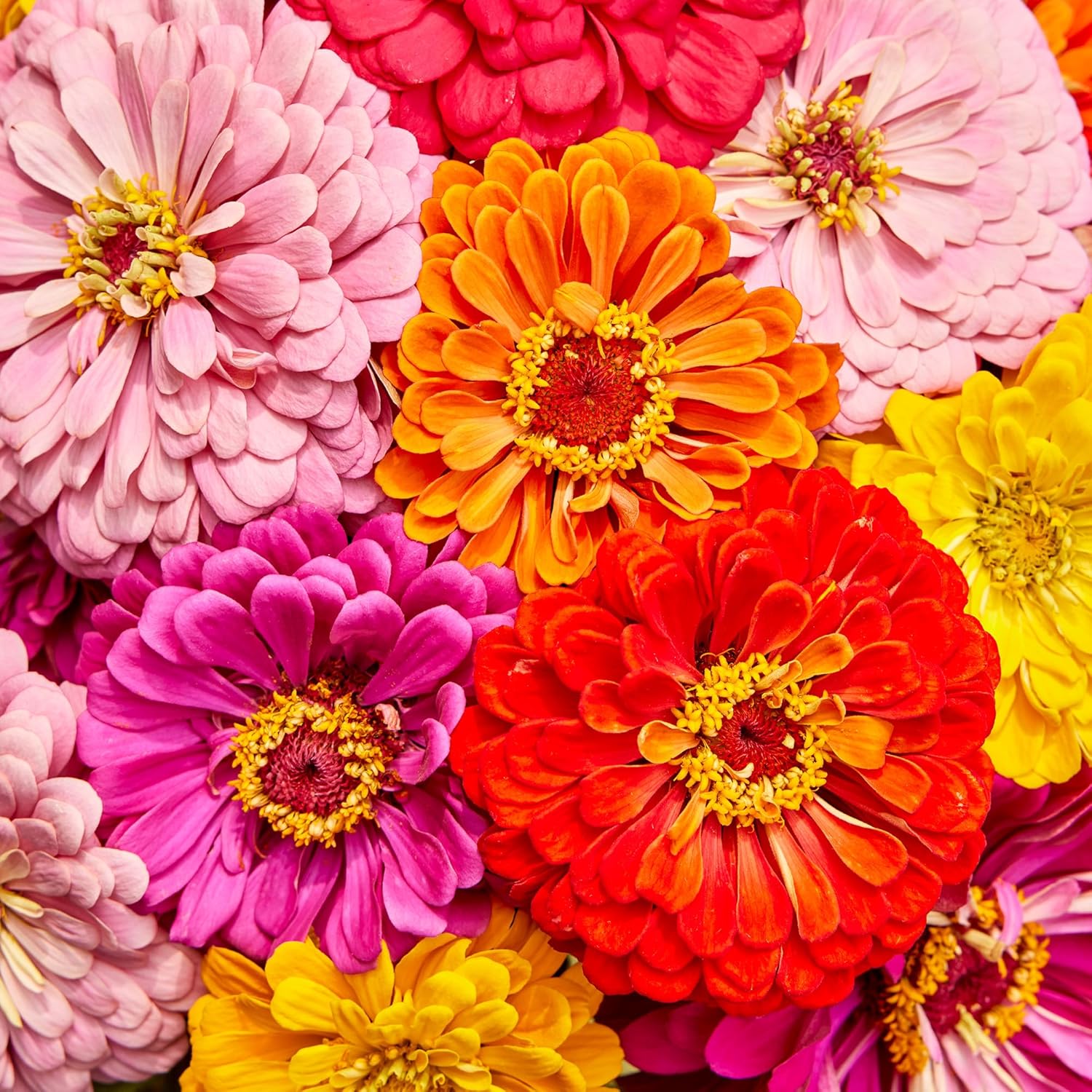 Burpee Cut & Come Again Zinnia Seeds 175 seeds