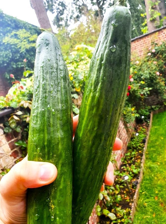 TomorrowSeeds - English Telegraph Burpless Cucumber (English Cucumber) Seeds - 30+ Count - for 2025 Planting Hothouse Cucumbers Crisp European Near-Seedless Long Heirloom Vegetable Grow Your Own Home