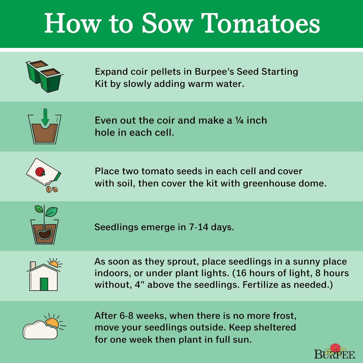 Burpee 'Super Sweet 100' Hybrid, Cherry Tomato, 50 Non-GMO Seeds