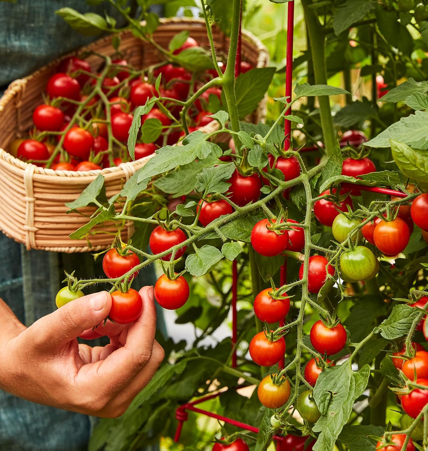 Burpee 'Super Sweet 100' Hybrid, Cherry Tomato, 50 Non-GMO Seeds