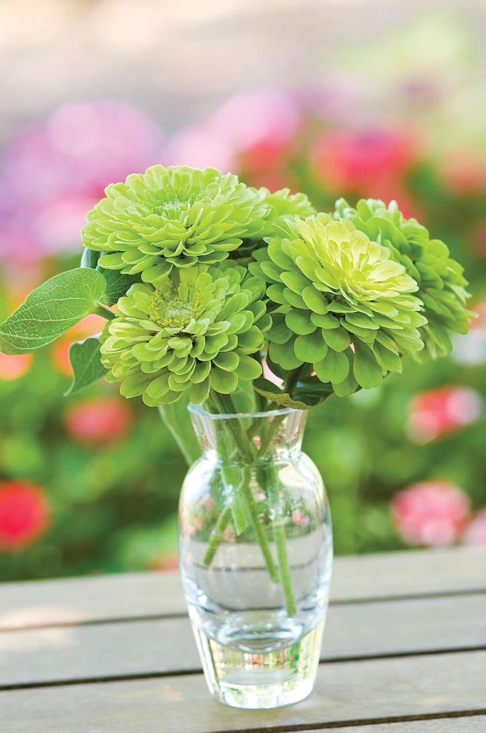 Burpee Cut & Come Again Zinnia Seeds 175 seeds