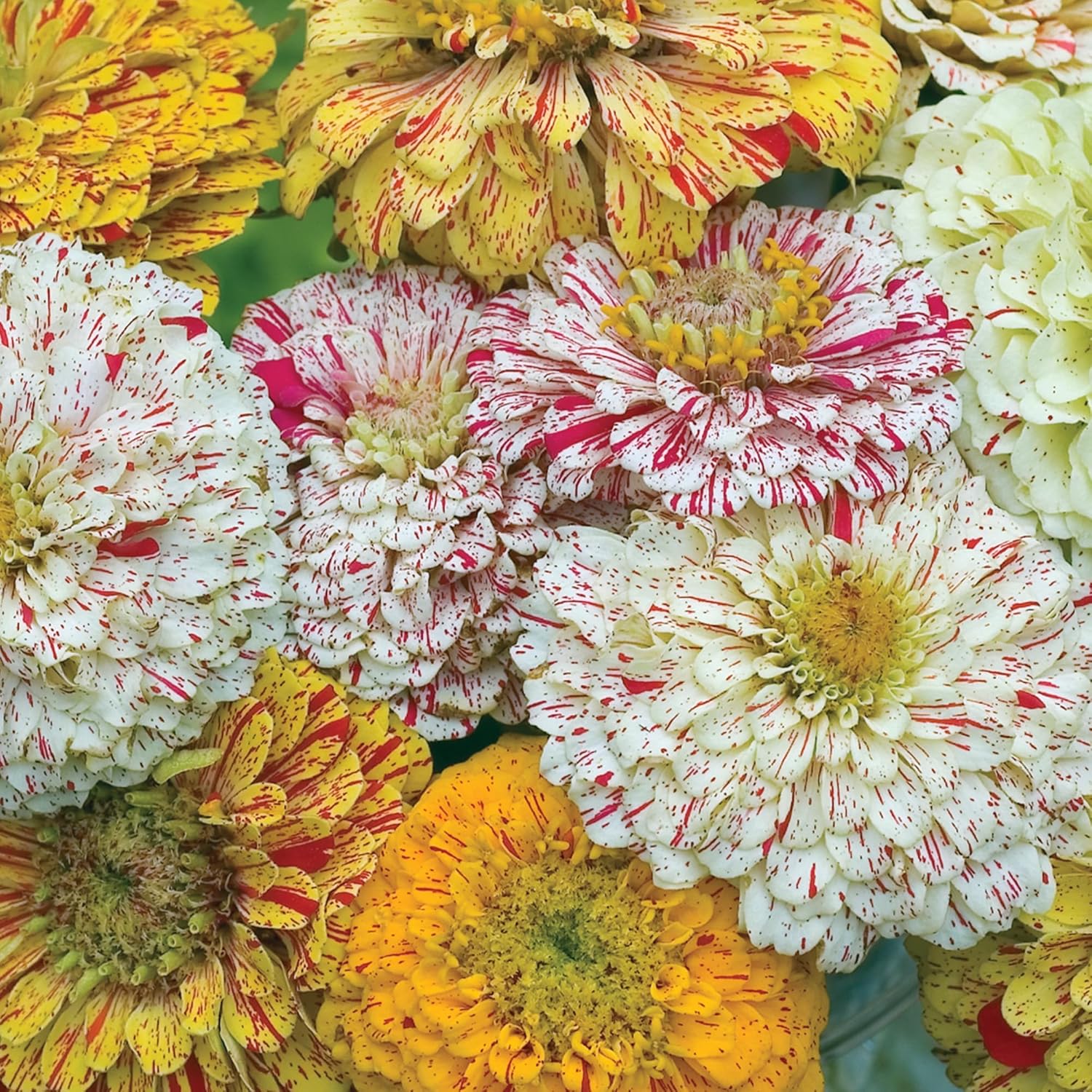 Burpee Cut & Come Again Zinnia Seeds 175 seeds