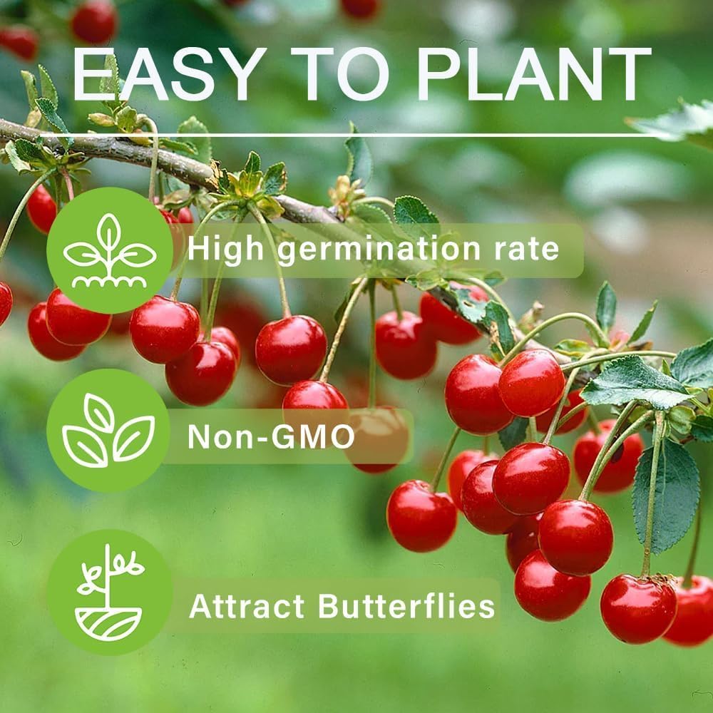 20 Pcs Sweet Cherry Tree Seeds - Non-GMO Heirloom Fruit Tree Seeds, Sweet & Juicy Fruits, Suitable for Indoor & Outdoor Planting, Ideal for Home Garden Cultivation