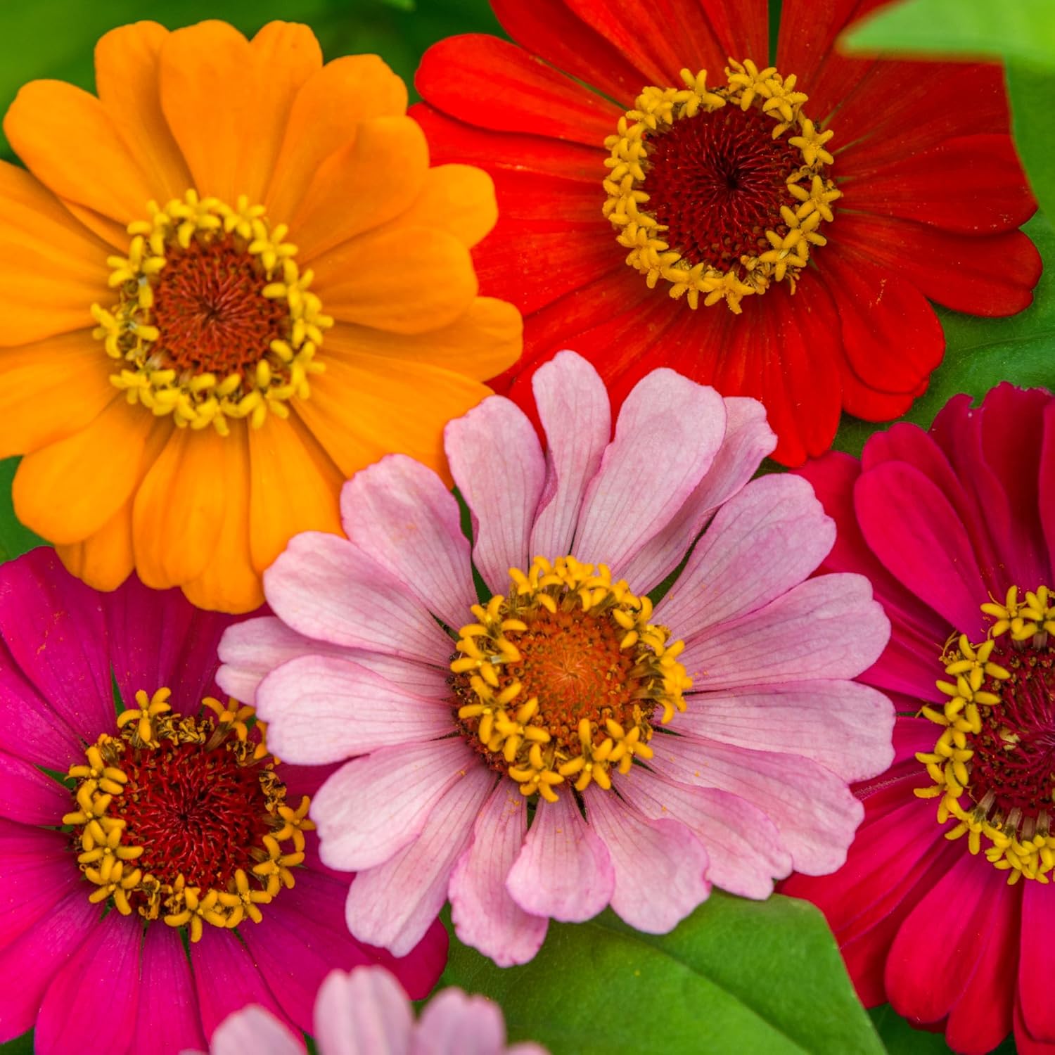Burpee Cut & Come Again Zinnia Seeds 175 seeds