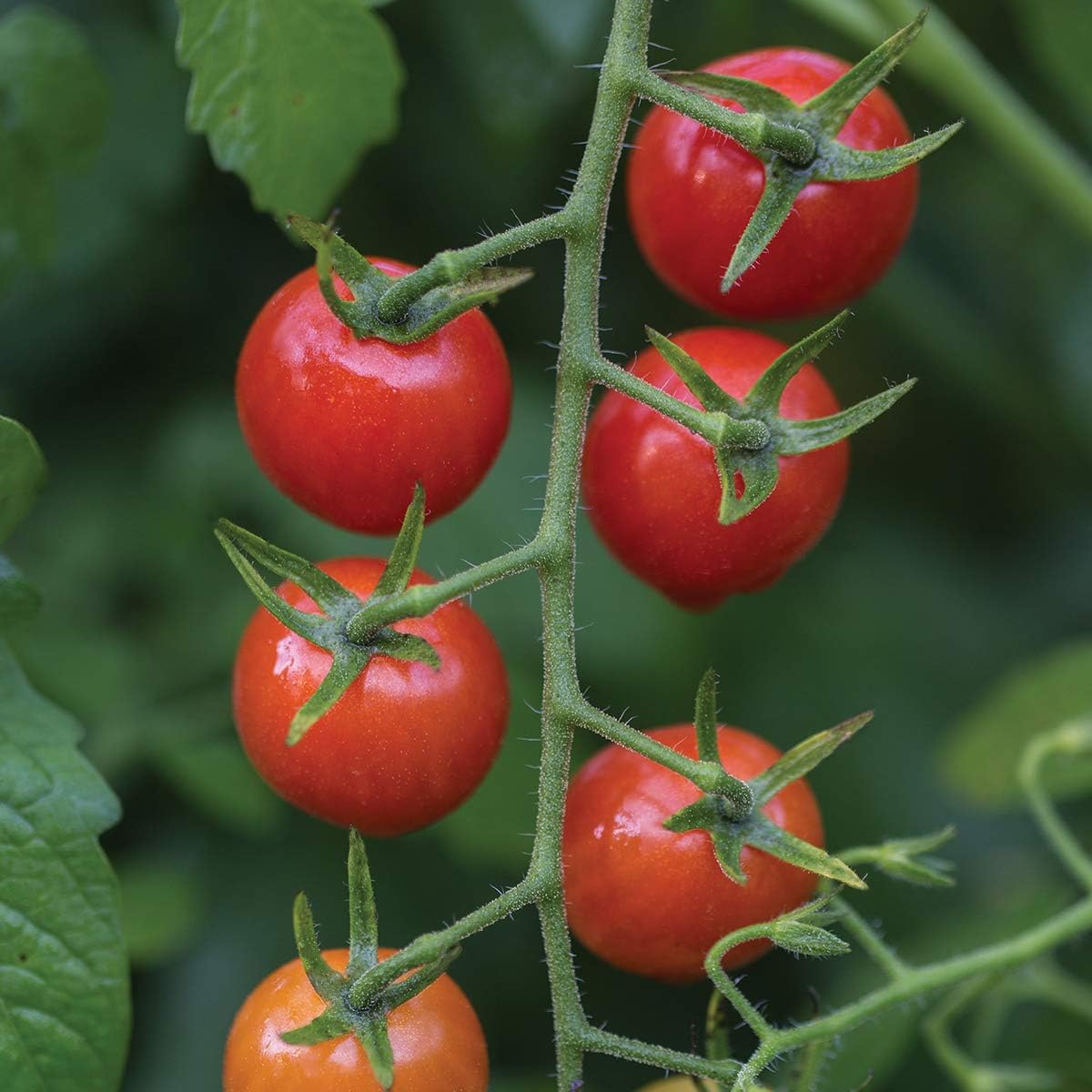 Burpee 'Super Sweet 100' Hybrid, Cherry Tomato, 50 Non-GMO Seeds