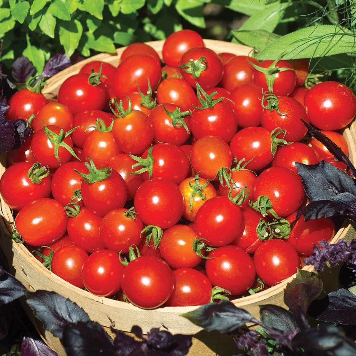Burpee 'Super Sweet 100' Hybrid, Cherry Tomato, 50 Non-GMO Seeds