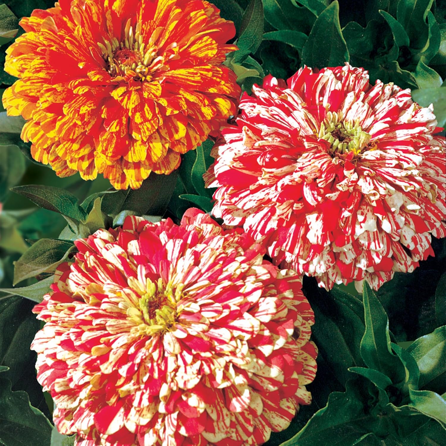 Burpee Cut & Come Again Zinnia Seeds 175 seeds