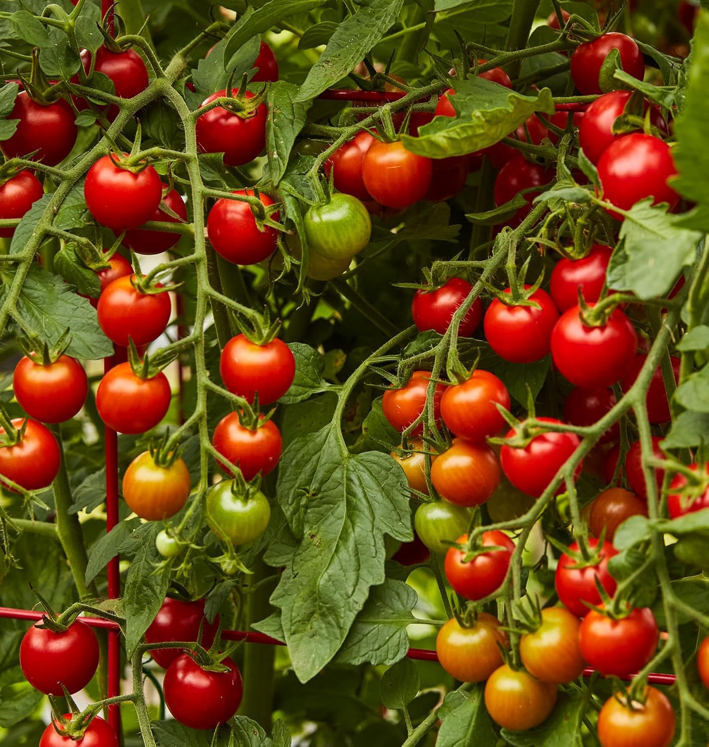 Burpee 'Super Sweet 100' Hybrid, Cherry Tomato, 50 Non-GMO Seeds