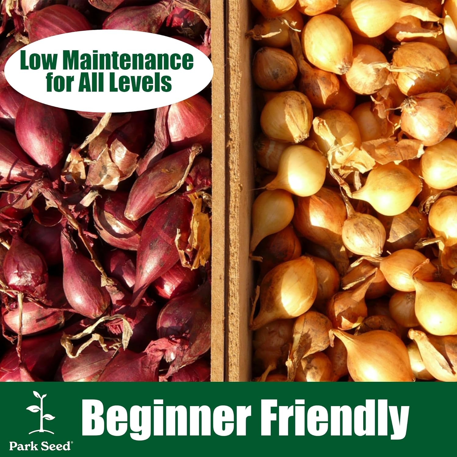 Park Seed Organic Parade Scallion Seeds – High-Yield Green Onions, Crisp 12–16 Inch Stems, Bulb-Resistant, Fast-Growing for Spring, Summer, or Fall Gardens, Easy to Grow – Pack of 1000 Seeds