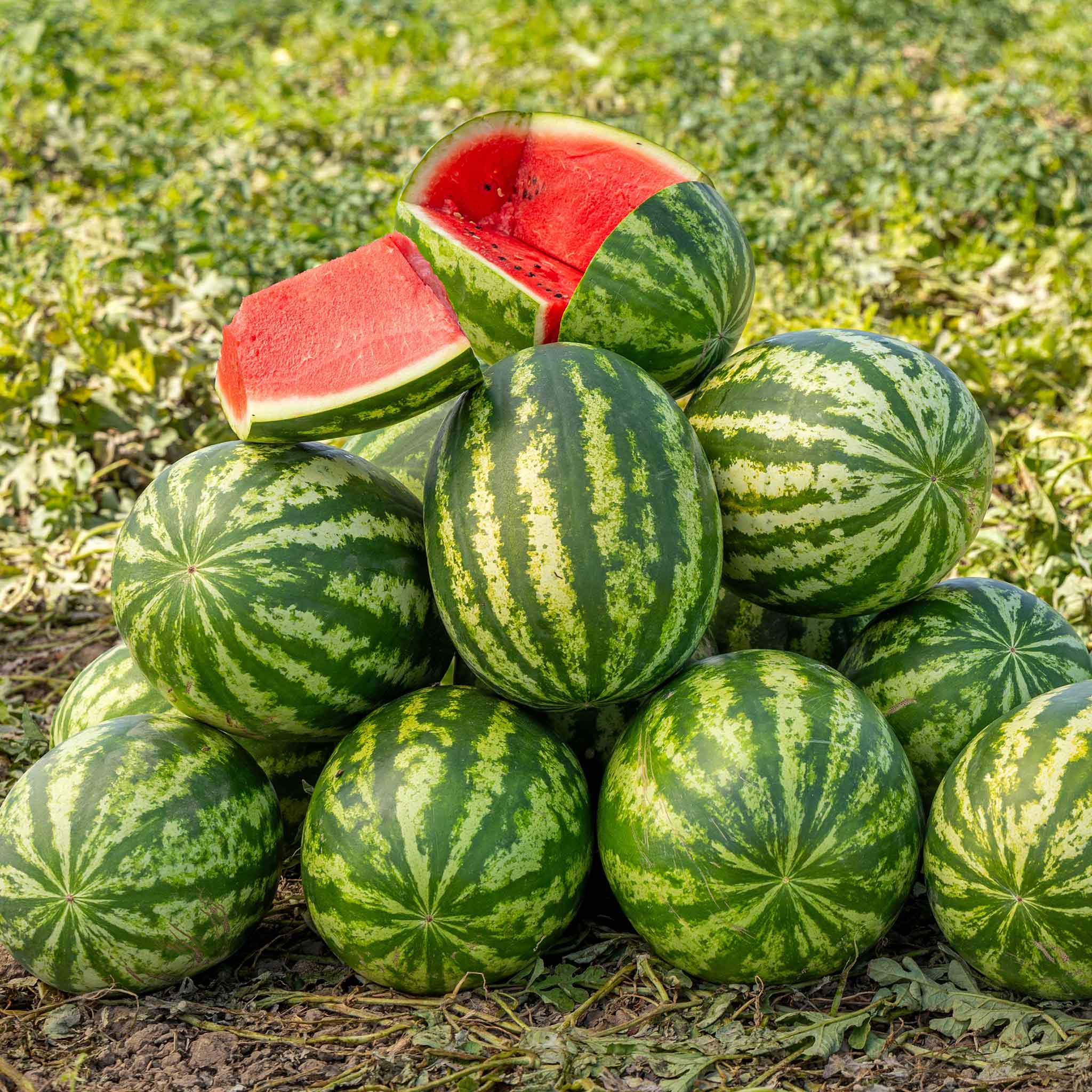 Watermelon Seeds - Klondike Blue Ribbon Striped