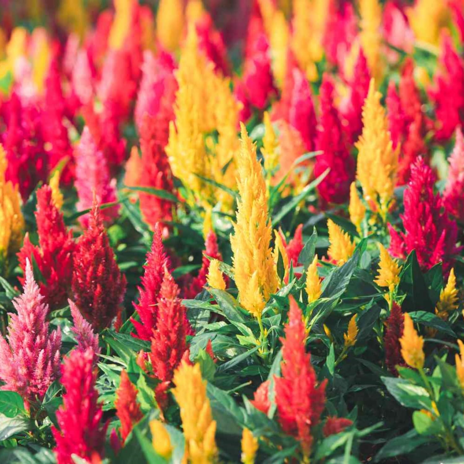 Mix Celosia Seed for Planting - Celosia Cristata Cockscomb Woolflower Non-GMO Seeds for Planting Exotic Flower - 100 Seeds