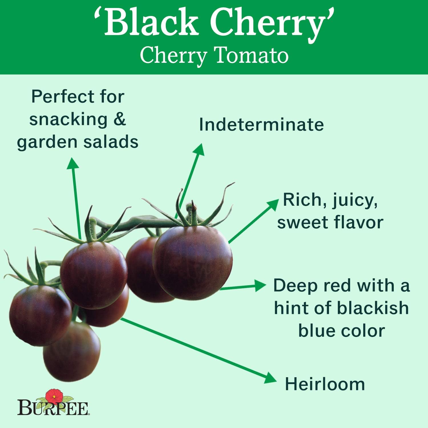 Burpee 'Super Sweet 100' Hybrid, Cherry Tomato, 50 Non-GMO Seeds