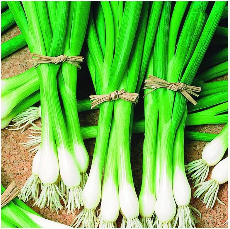 Park Seed Organic Parade Scallion Seeds – High-Yield Green Onions, Crisp 12–16 Inch Stems, Bulb-Resistant, Fast-Growing for Spring, Summer, or Fall Gardens, Easy to Grow – Pack of 1000 Seeds