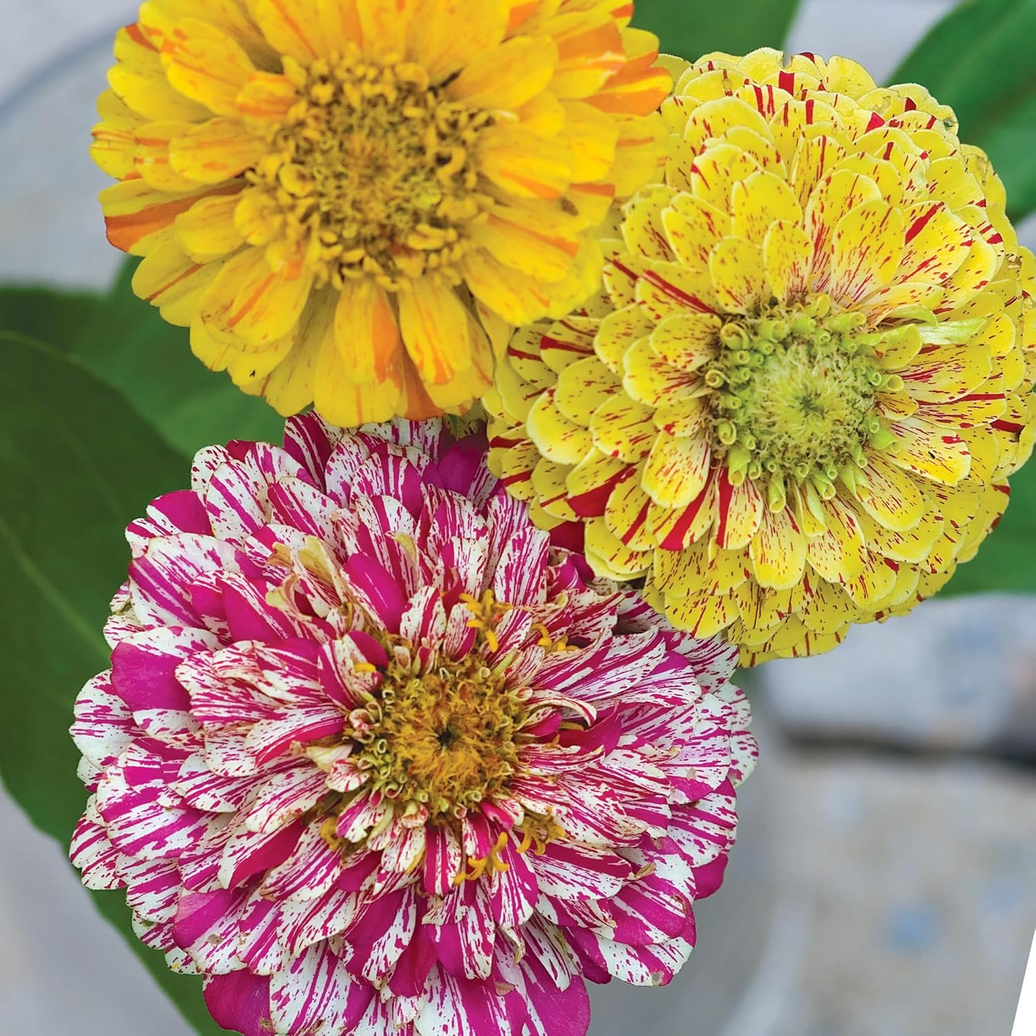 Burpee Cut & Come Again Zinnia Seeds 175 seeds