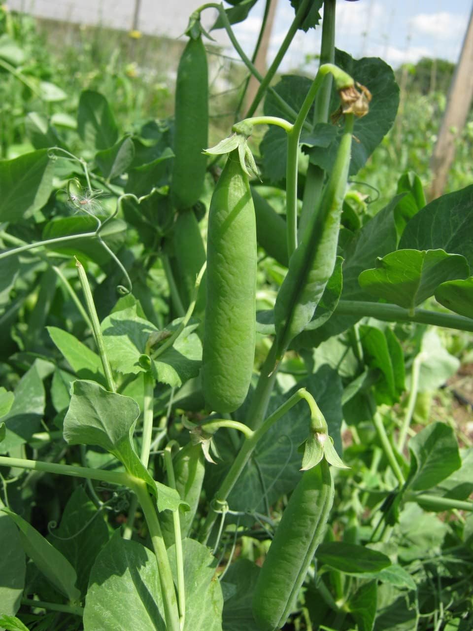 120 Little Marvel Pea Seeds for Planting Heirloom Non GMO 1 Ounce of Seeds Garden Vegetable Bulk Survival Hominy