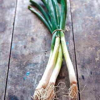 Park Seed Organic Parade Scallion Seeds – High-Yield Green Onions, Crisp 12–16 Inch Stems, Bulb-Resistant, Fast-Growing for Spring, Summer, or Fall Gardens, Easy to Grow – Pack of 1000 Seeds