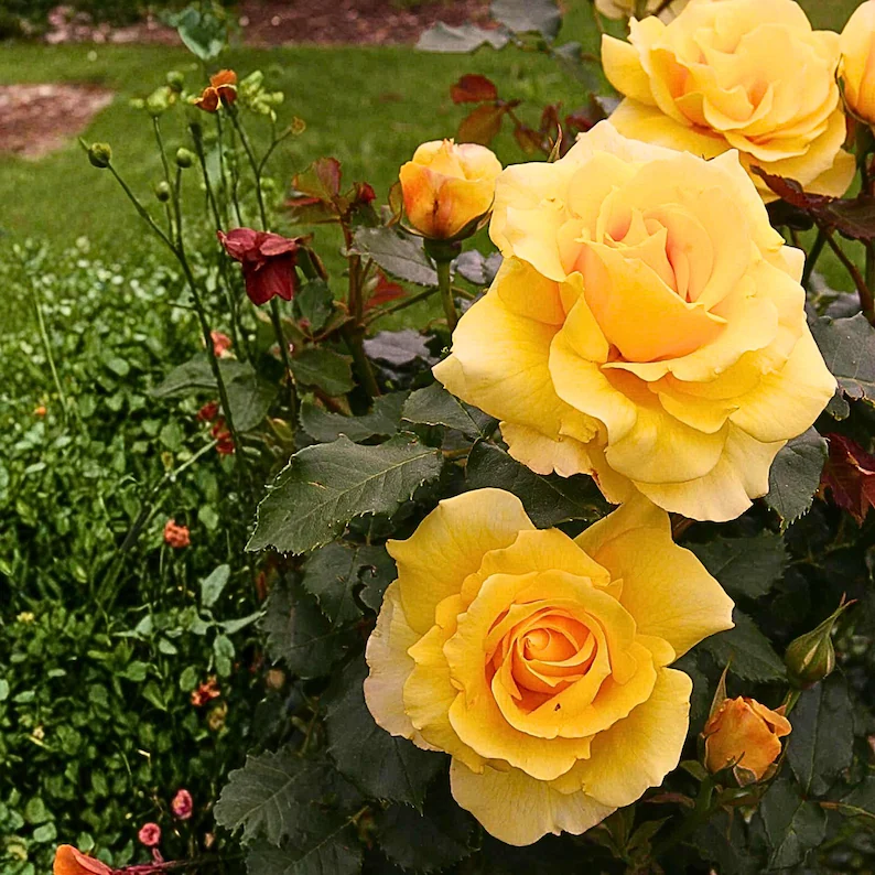 20 Yellow Climbing Rose Seeds Rare Non GMO Heirloom for Home Garden Trellises