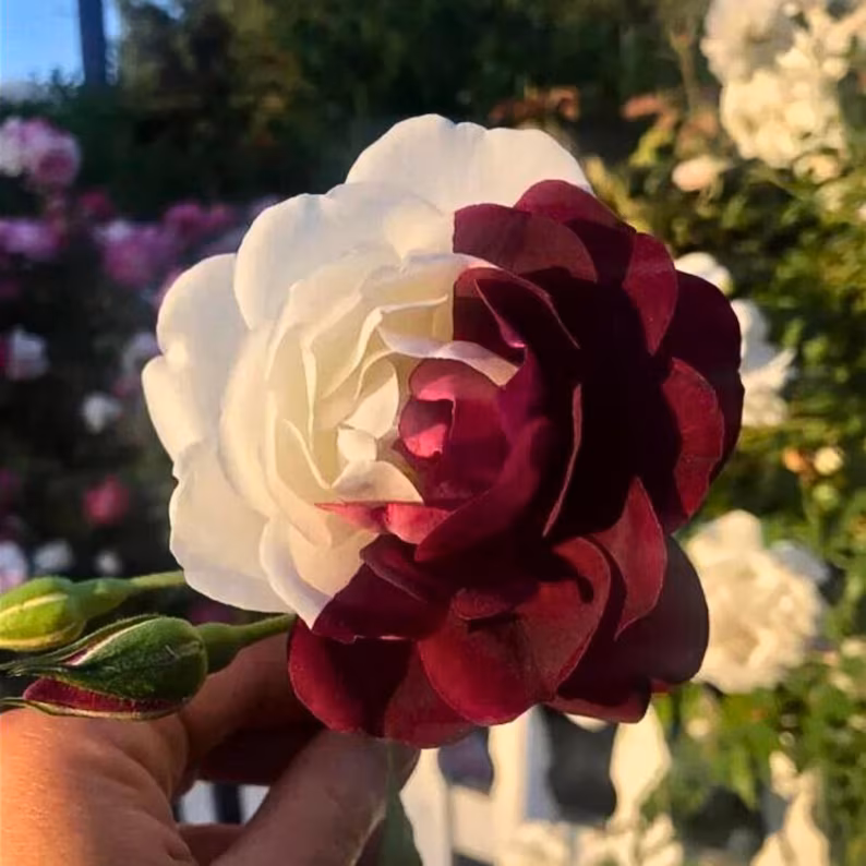 15+ Zappa Dust Rose Seeds | Cold-hardy perennial plant - Blooms in three seasons (Spring/Summer/Autumn)