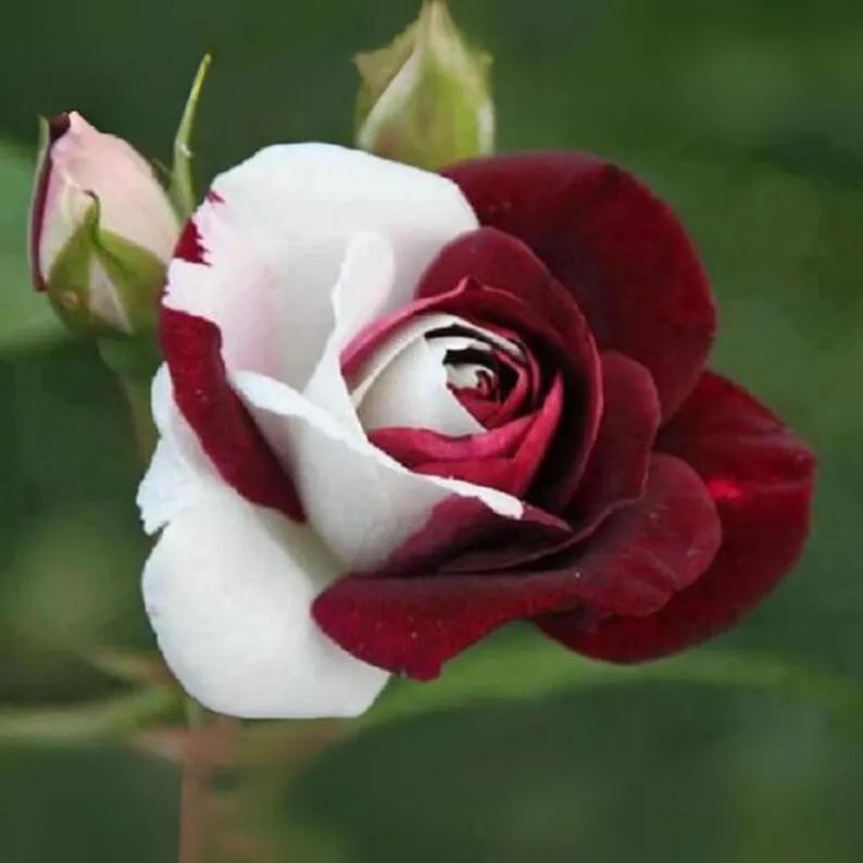 15+ Zappa Dust Rose Seeds | Cold-hardy perennial plant - Blooms in three seasons (Spring/Summer/Autumn)