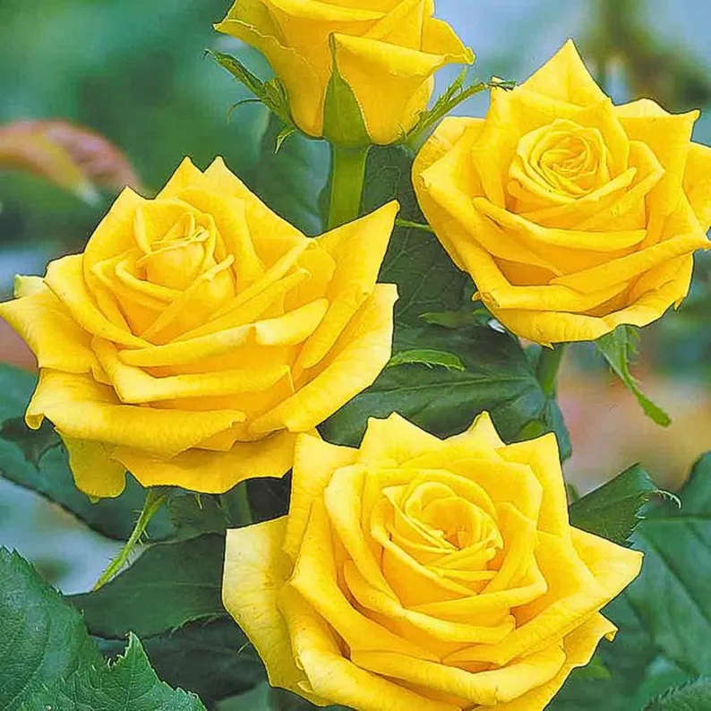 20 Yellow Climbing Rose Seeds Rare Non GMO Heirloom for Home Garden Trellises