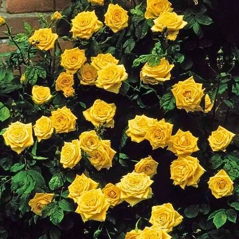 20 Yellow Climbing Rose Seeds Rare Non GMO Heirloom for Home Garden Trellises