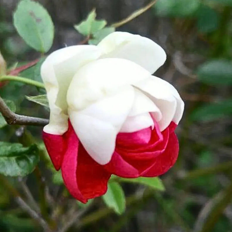 15+ Zappa Dust Rose Seeds | Cold-hardy perennial plant - Blooms in three seasons (Spring/Summer/Autumn)