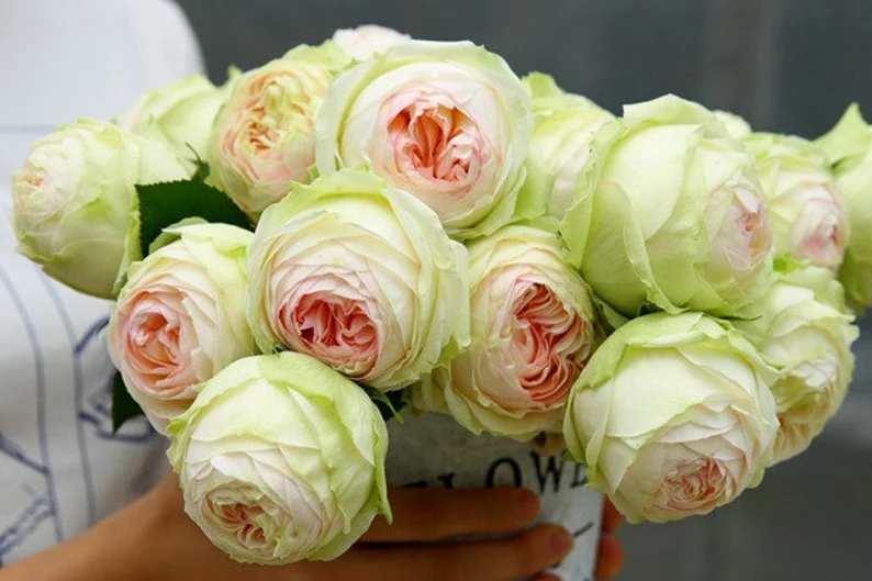 10 Rose Rosa Bush Shrub Perennial Flower Seeds HW94010