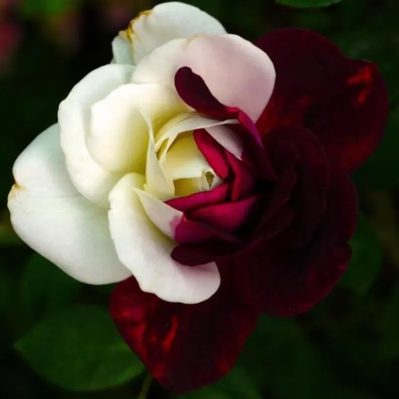 15+ Zappa Dust Rose Seeds | Cold-hardy perennial plant - Blooms in three seasons (Spring/Summer/Autumn)