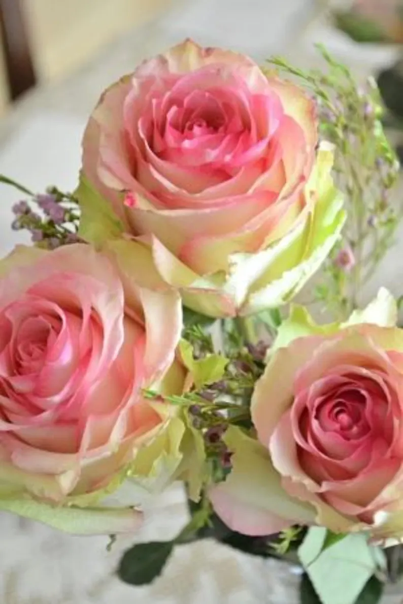 Easy-to-grow pink and green rose seeds (10+ seeds) | Perennial flowering shrub