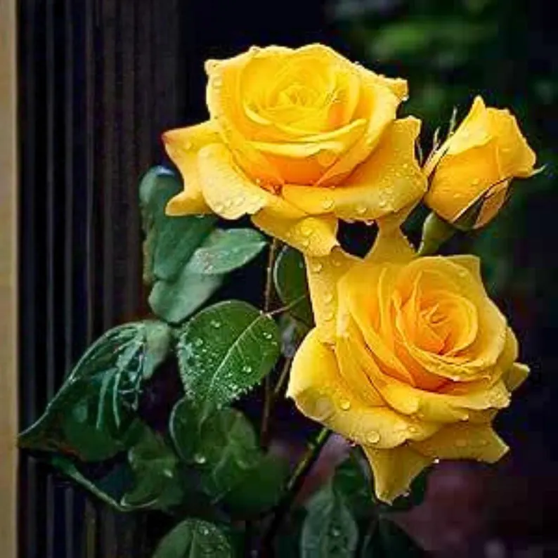 20 Yellow Climbing Rose Seeds Rare Non GMO Heirloom for Home Garden Trellises