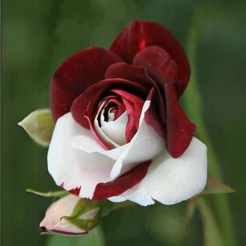 15+ Zappa Dust Rose Seeds | Cold-hardy perennial plant - Blooms in three seasons (Spring/Summer/Autumn)