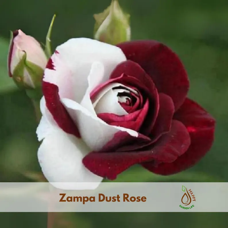 15+ Zappa Dust Rose Seeds | Cold-hardy perennial plant - Blooms in three seasons (Spring/Summer/Autumn)