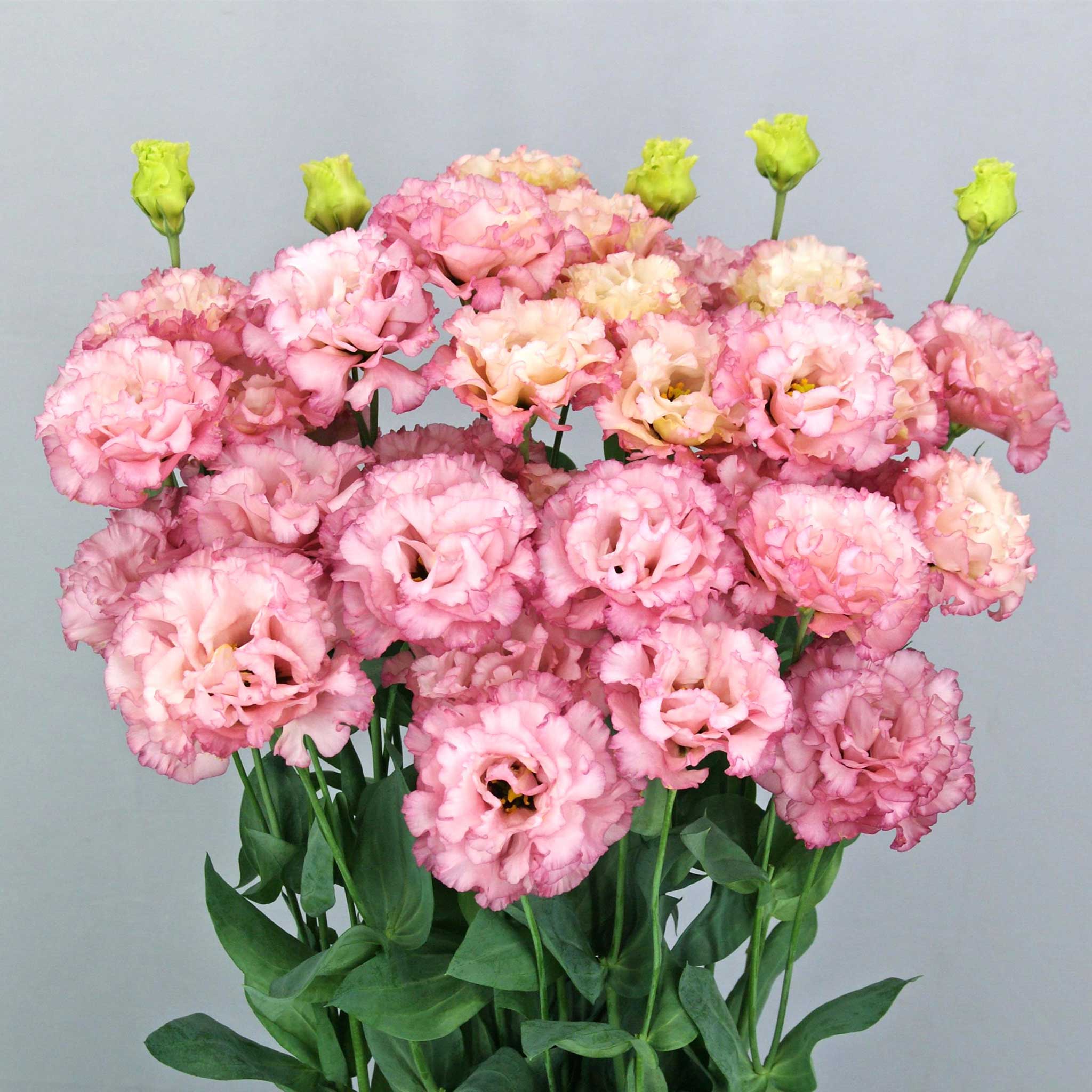 Celeb Madonna Lisianthus - Premium Seeds | Non-GMO Easy Germination