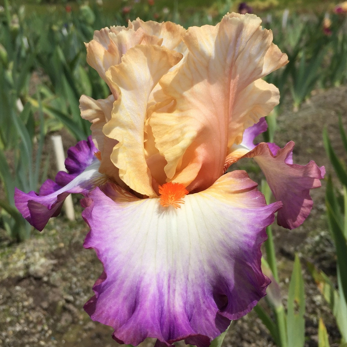 Multi Iris Seeds: Vibrant, Resilient, and Spectacular Blooms