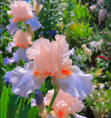 Multi Iris Seeds: Vibrant, Resilient, and Spectacular Blooms