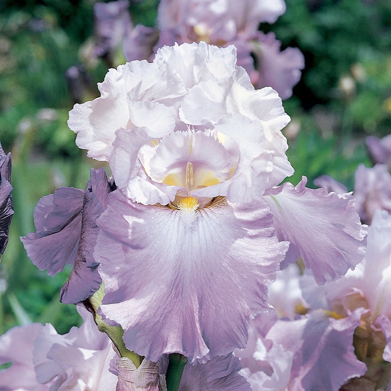 Reblooming Bearded Iris Collection