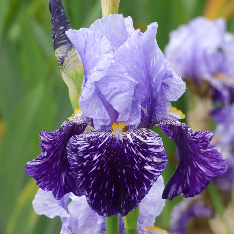 Iris germanica 'Millennium Falcon'