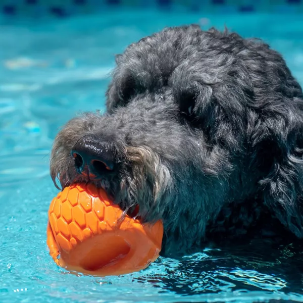 Hydro Handler Dog Toy