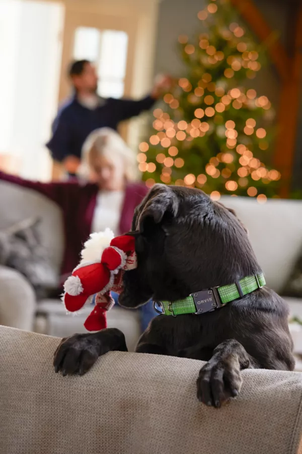 Tough Trail® Dog Collar