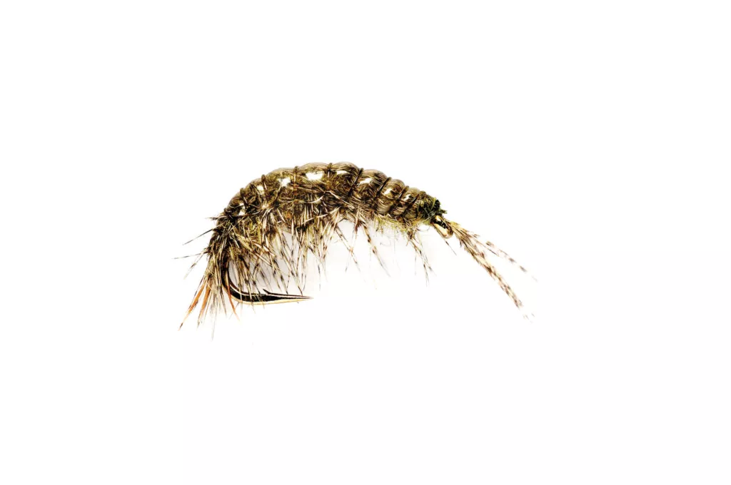 Oliver Edward's Freshwater Shrimp